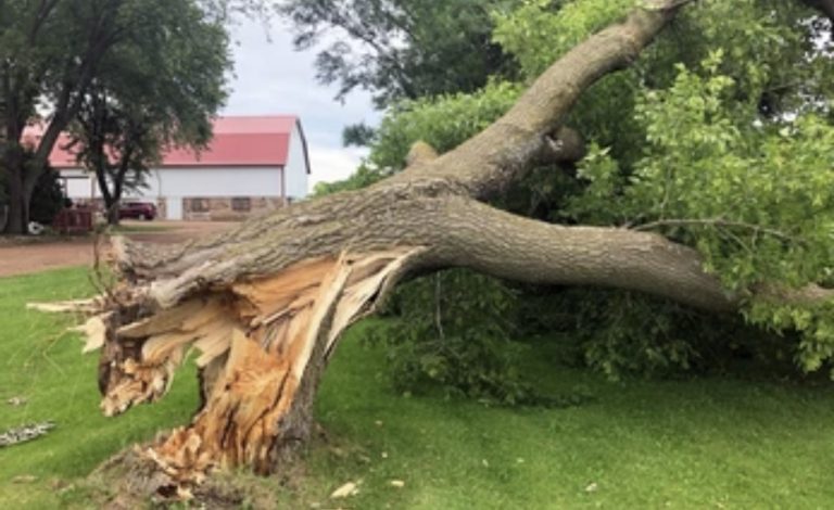 रुखले च्यापिएर दैलेखमा दुई जनाको मृत्यु