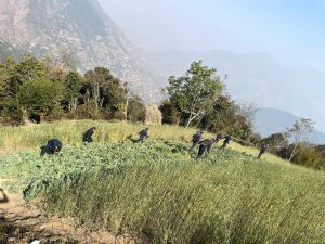 रुकुम(पश्चिम)मा लागु पदार्थ अफिमका बोटहरु नष्ट गर्दै प्रहरी